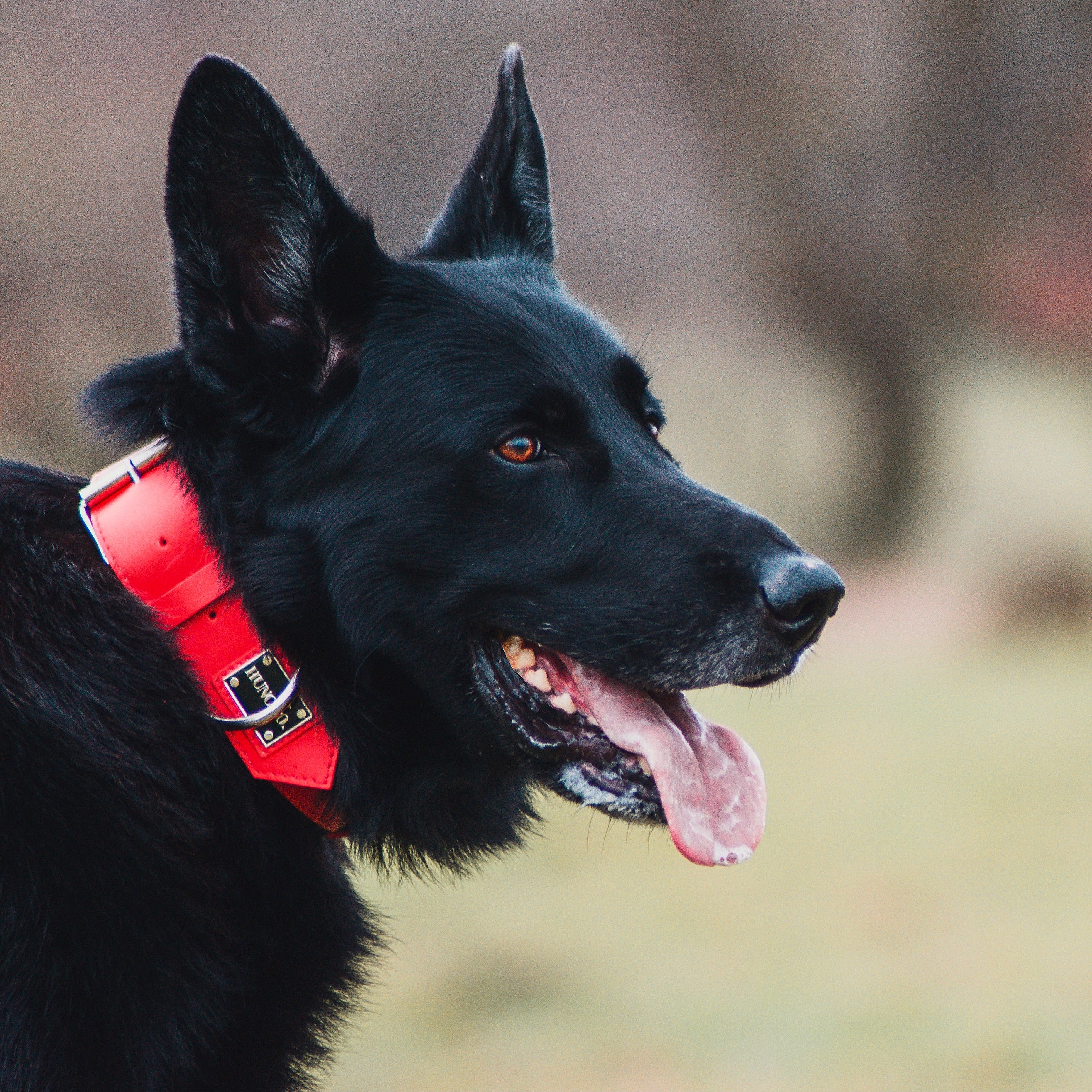 Ruby Red Leather Collar