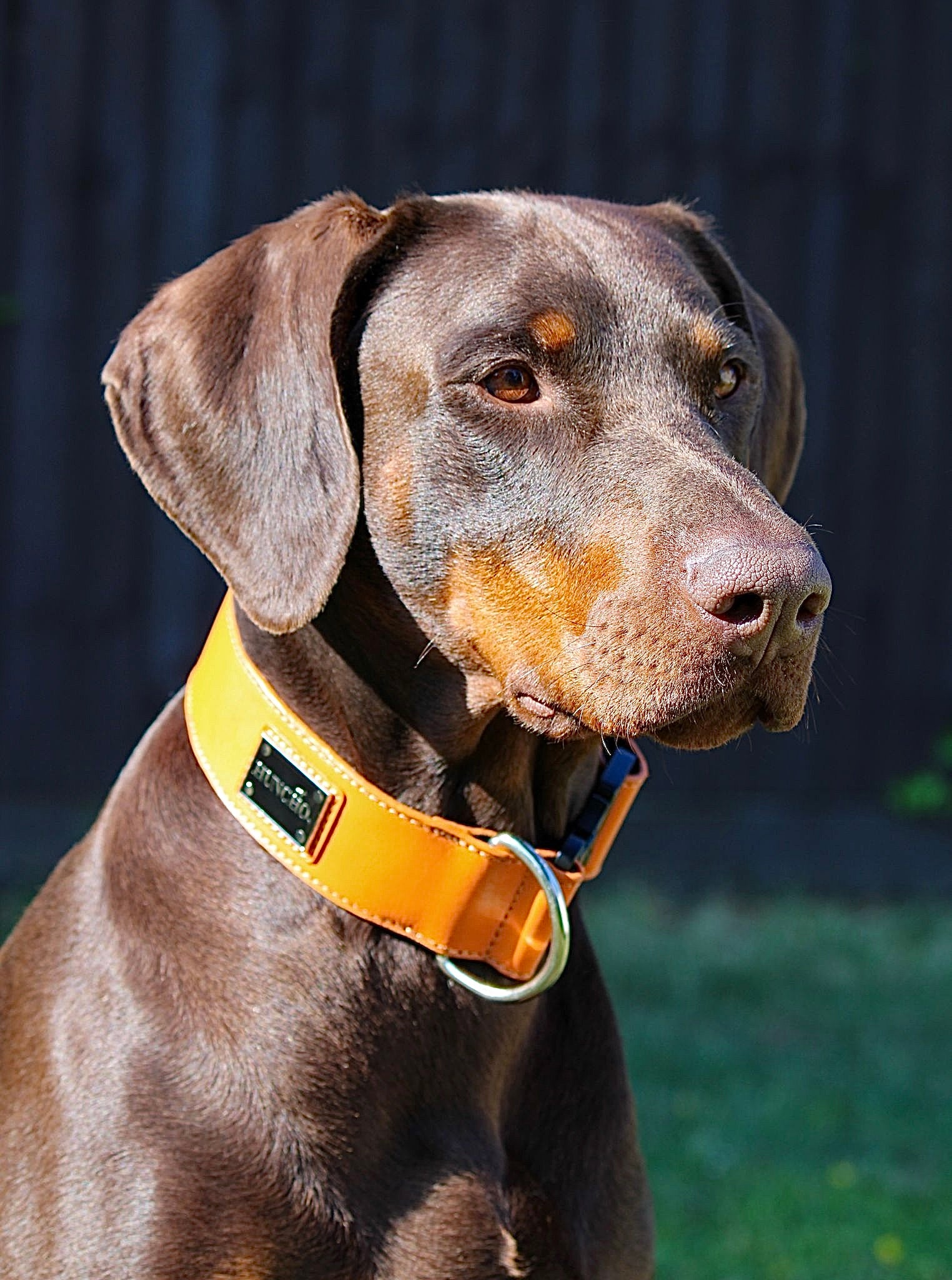 Beethoven Clip Leather Collar